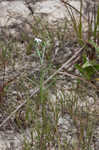 Pasture heliotrope